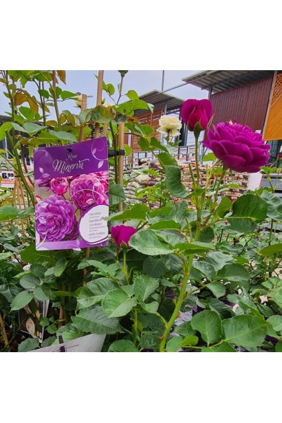 Троянда фіолетова Мінерва